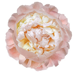 Peony flower  on  a  white isolated background with clipping path. Closeup. For design. Nature..