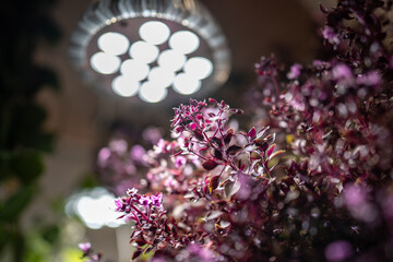Growing plants under phyto lamps at home in winter season. Closeup of lamp with full spectrum for supplementary lighting of Basil Pixie Wood and houseplants. Plant care, additional illumination.
