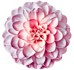 Dahlia flower. Flower isolated on the black background. Close-up. Nature.	