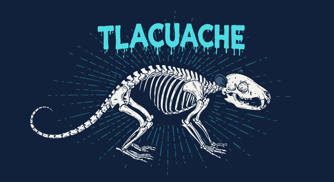 Tlacuache skeleton illustration with sunburst on a dark blue background design