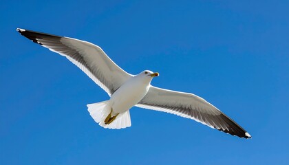 Obraz premium Seagull Soaring High in the Sky.