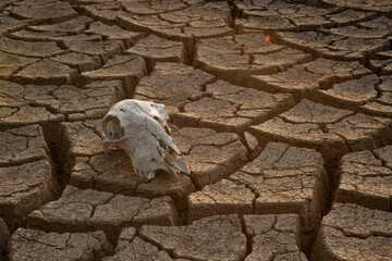 Weathered sheep skull lying in a parched wasteland area of cracked soil destroyed by climate changes actions