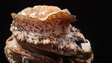 Fresh Raw Abalone Shellfish Closeup - Premium Seafood Delicacy for Gourmet Cuisine