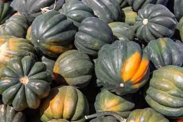 Green acorn squash piled together in sunlight during autumn harvest