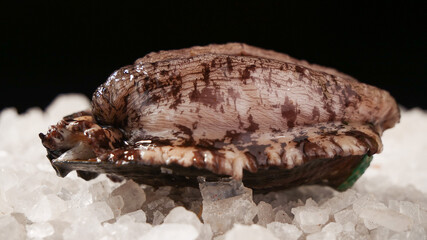 Fresh Raw Abalone Shellfish on Ice - Premium Seafood Ingredient for Gourmet Cuisine