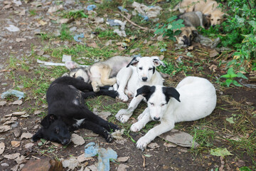 Cute stray dogs lying on ground outdoors. Homeless pet