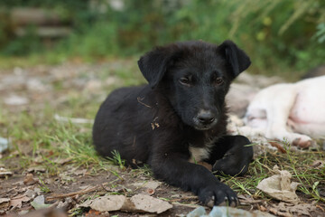 Cute stray dog lying on ground outdoors, closeup. Homeless pet