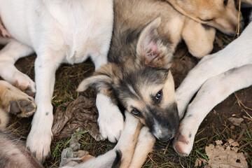 Cute stray dogs lying on ground outdoors, top view. Homeless pet