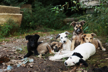 Cute stray dogs lying on ground outdoors. Homeless pet