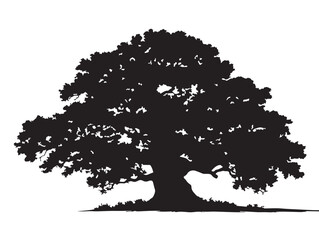 Ancient Timeless Giant Tree Silhouette 2D Vector Line Art Artwork  