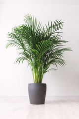 Eco Living Concept Tropical Indoor Palm in Minimalist Modern Interior