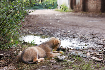 Cute stray dog eating bread outdoors. Homeless pet