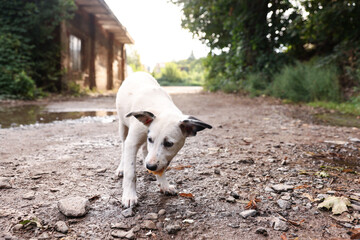 Cute stray dog eating bread outdoors. Homeless pet