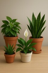 Fototapeta premium Green indoor potted houseplants on wooden table