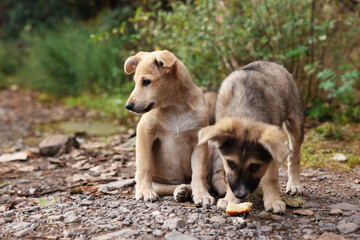Cute stray dogs with piece of bread outdoors. Homeless pet