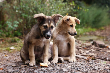 Cute stray dogs with piece of bread outdoors. Homeless pet