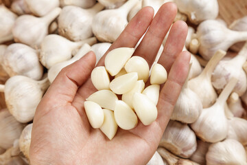 Fresh Shandong Farm Garlic Cloves in Hands with Whole Bulbs Background - Organic Agriculture Produce