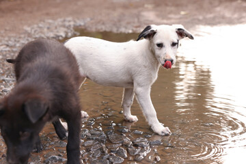 Cute stray dogs near puddle outdoors. Homeless pet