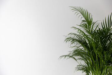 Green Chamaedorea Elegans Leaf on White Background