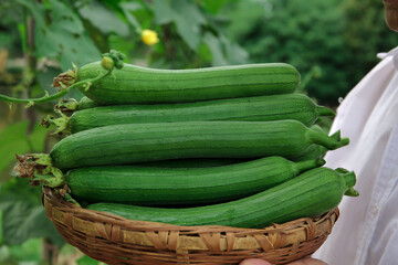 Freshly Picked Farm-Grown Loofahs in Wicker Basket - Natural Organic Vegetables Long Green Harvest