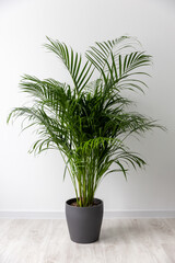 Chamaedorea Elegans Indoor Palm in Modern Gray Pot on White Background