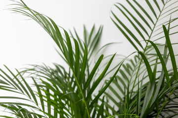 Green Chamaedorea Elegans Leaf on White Background