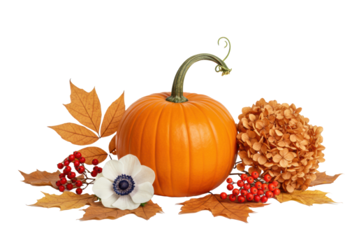 Vibrantly orange pumpkin with green tendril, white anemone, dried hydrangeas, dark berries, and watercolor autumn leaves on a transparent background, elegant harvest concept