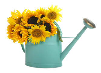 Beautiful sunflowers in watering can isolated on white © New Africa