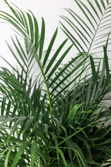 Green Chamaedorea Elegans Leaf on White Background