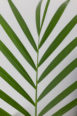 Close up Green Chamaedorea Elegans Leaf on White Background