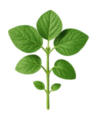 Fototapeta premium Genetically modified soybean plant with broad green leaves and hairy stems for herbicide