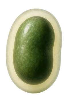 Oval-shaped Azotobacter cell with a thick capsule.