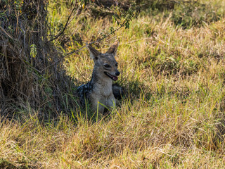 black backed jackal