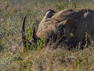 rhino in the grass