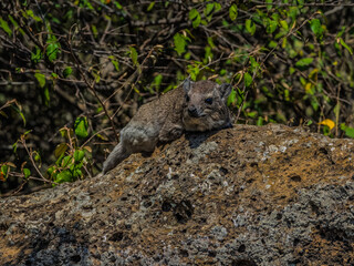 Rock hyrax