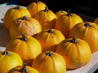 Yellow squashes taking sunbath in the Market of cours saleya, vieux nice, France