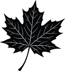maple leaf, silhouette, black, white, veins, autumn, fall, nature, plant, leaf, symbol, icon, graphic, design, illustration, deciduous, foliage, seasonal, organic, natural, simple, outline, crisp, det