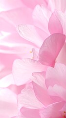 Obraz premium Close-up of delicate pink blossoms