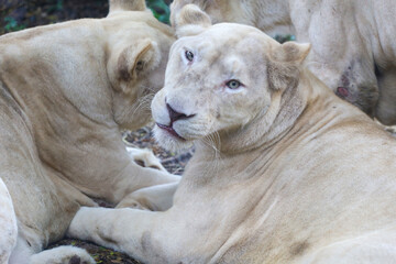 The female white lion is stay in garden