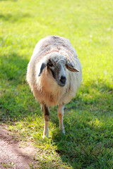 Close up the brown Sheep is rest in garden