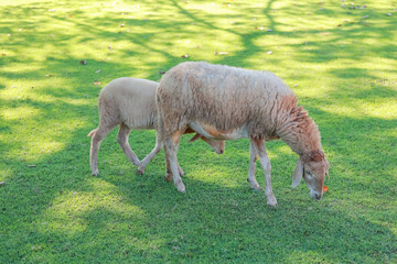 Close up the brown Sheep is rest in garden