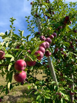 ripe red apples on a tree