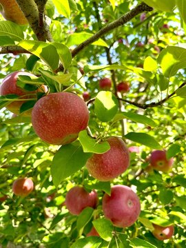 red apples on a tree