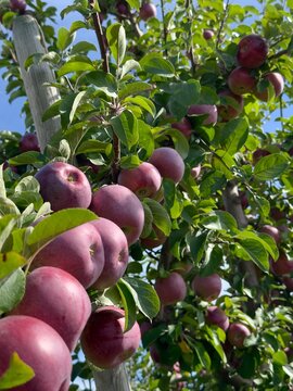 apples on a tree in an orchard