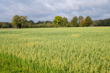 Obraz premium Green oats field growing under cloudy sky