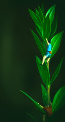 Plant climbers in miniature