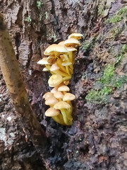 mushrooms in the forest