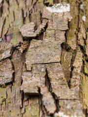 bark of a tree