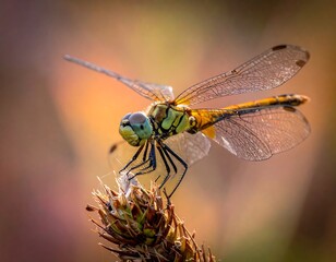 A close-up photograph showcases a vibrant dragonfly perched atop a delicate, spiky plant against a blurred background. Soft light illuminates the insect