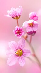 Close-up of delicate pink flowers (3)